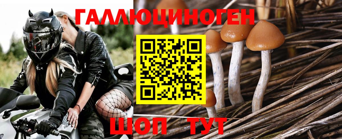 Псилоцибиновые грибы Psilocybine cubensis  Вход с VPN  Санкт-Петербург 